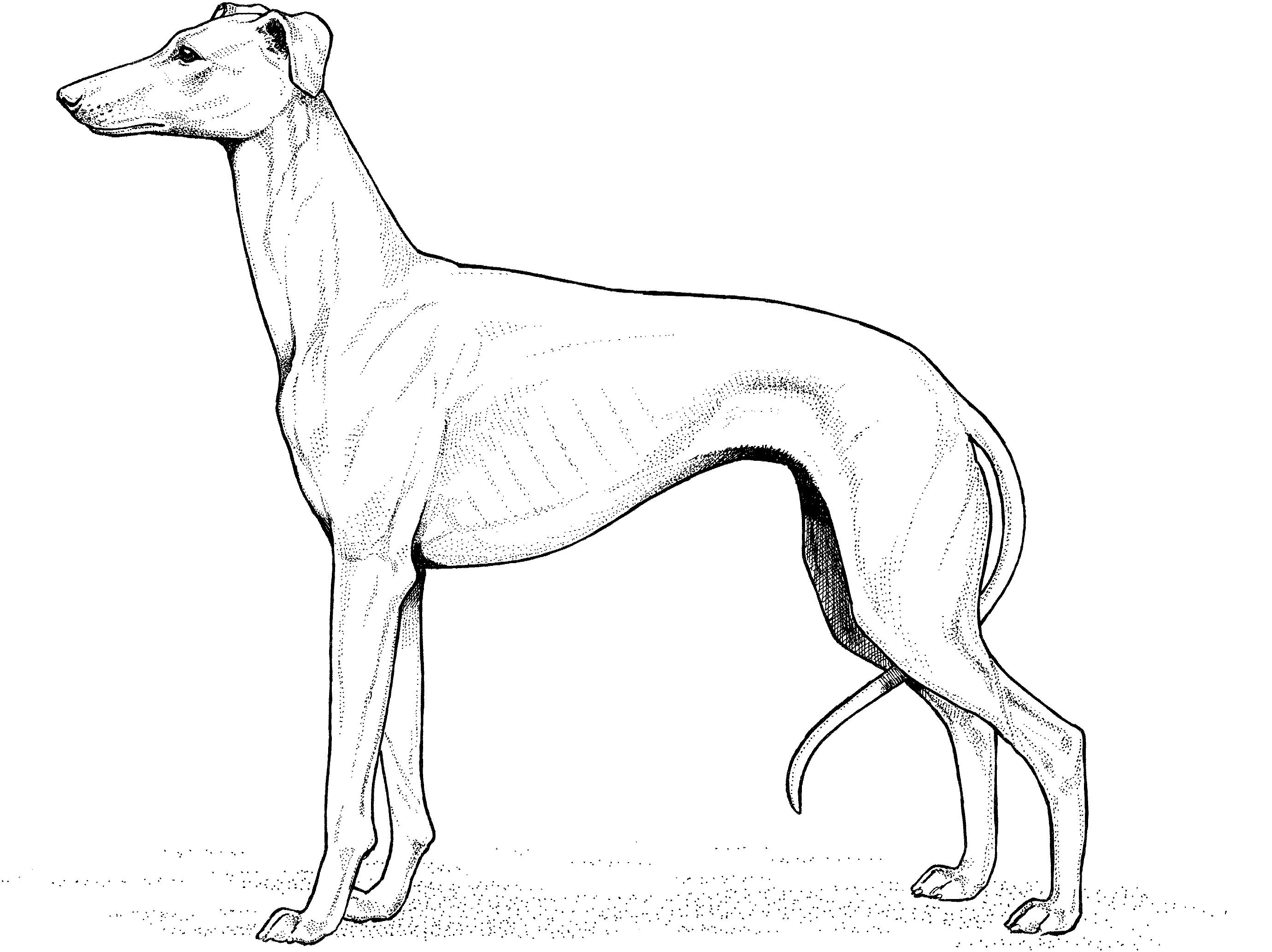 Раскраска Собака левретка